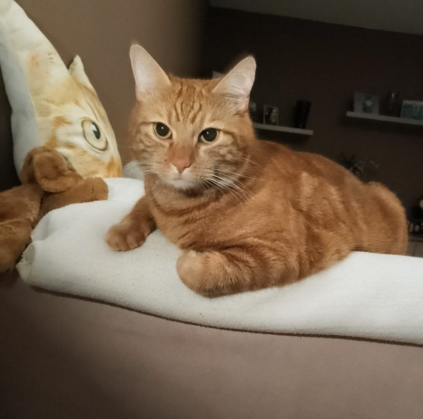 Customer photo review of Naturreines Katzenstreu