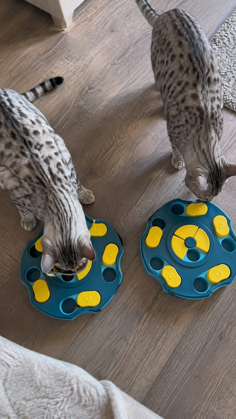 Customer photo review of Comedero Puzzle Antiestrés para Gatos