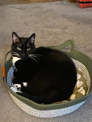 Customer's black and white cat sitting comfortably inside a green and white rope Instinct Basket.