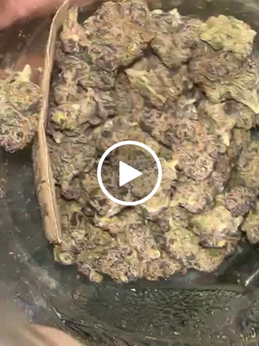 Customer video review of Cheap Indoor THCA Flower Ounce
