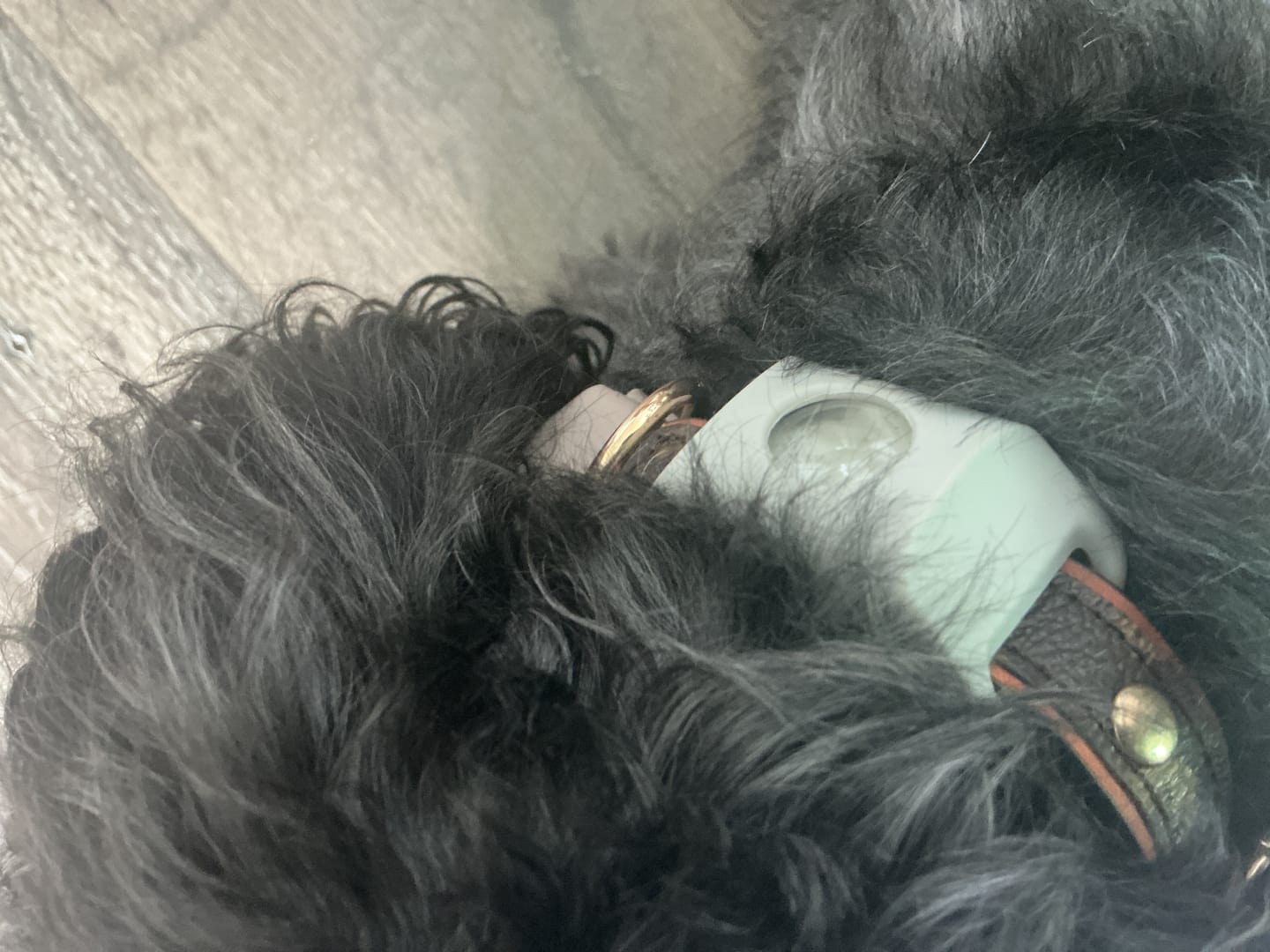 Customer photo review of FurLife™ 12 Months Flea and Tick Free