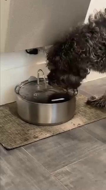 Customer photo review of PureFlow™   Pet Water Fountain