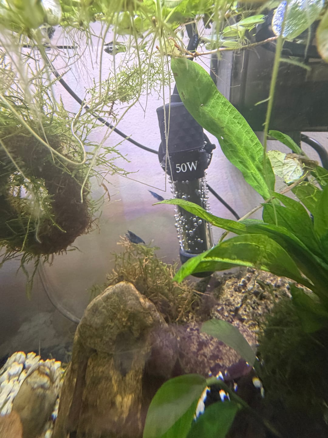 Customer photo review of Blue Dream Shrimp (Deep Blue Neocaridina)