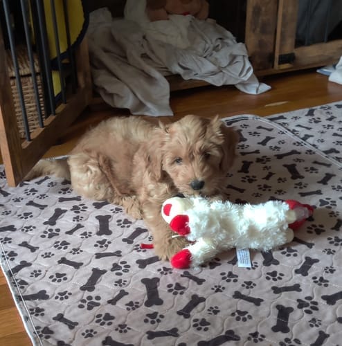 Customer photo review of Alfombra Educativa para Perros