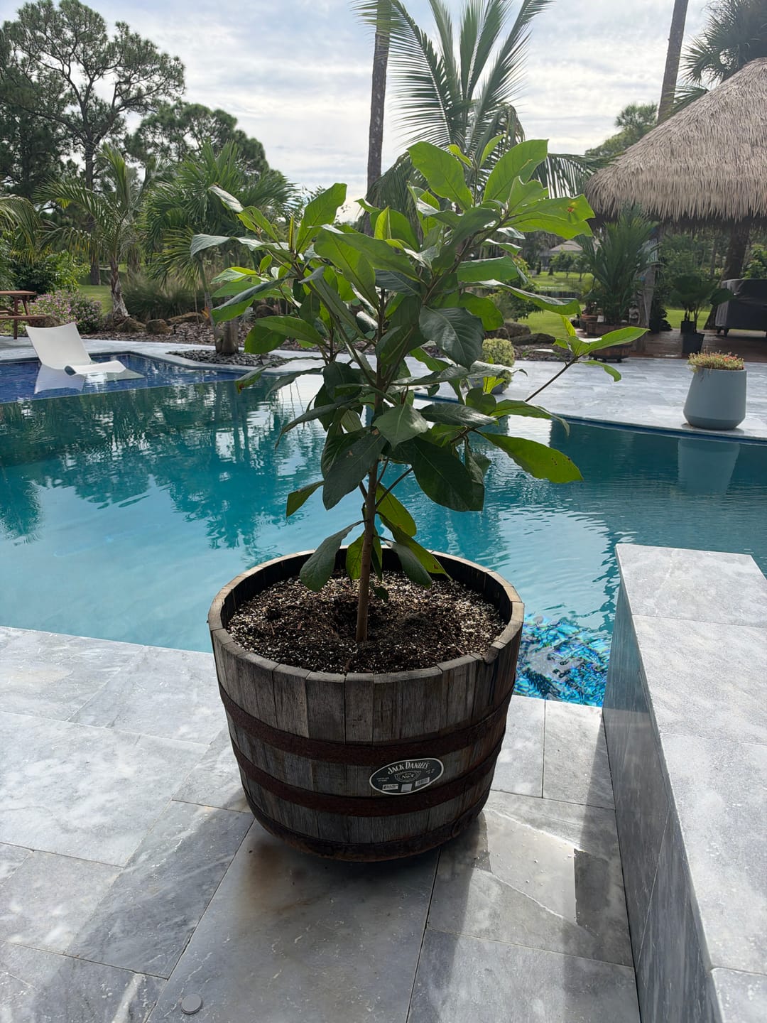 Customer photo review of Tropical Almond Fruit Tree, Terminalia Catappa