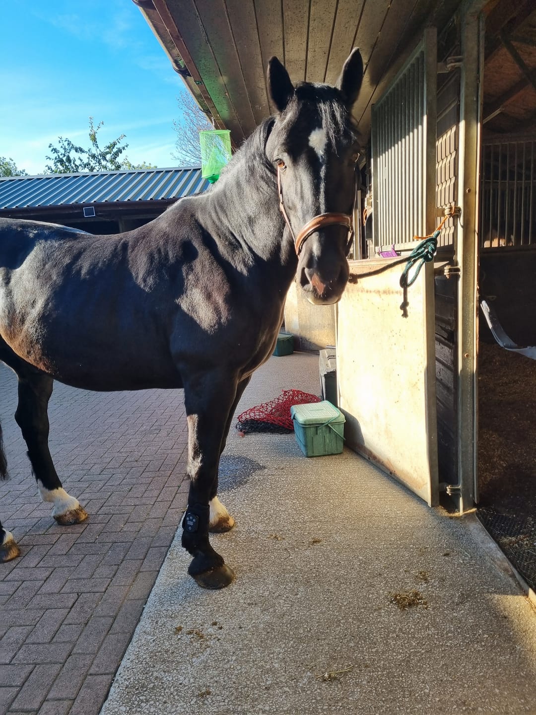 Customer photo review of HorseHalo™ HaloLegs Mini