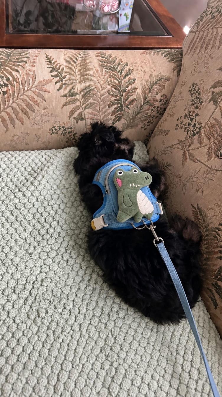 Customer photo review of WUFFLE™ Pet Backpack Harness V2