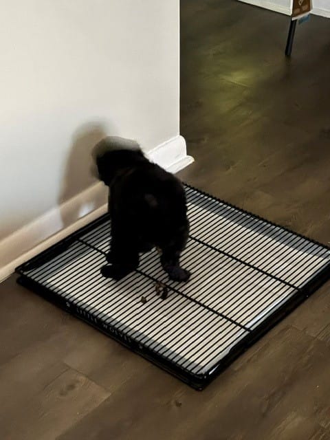 Customer photo review of Little Wolves Potty Tray 22" x 22"