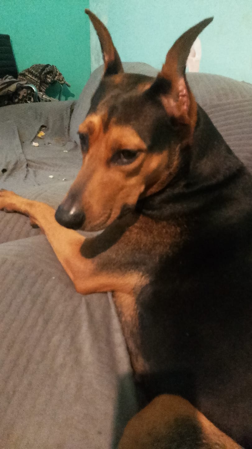 Customer photo review of CT4000 1 Pieza Juguete De Pelota Para Mascota