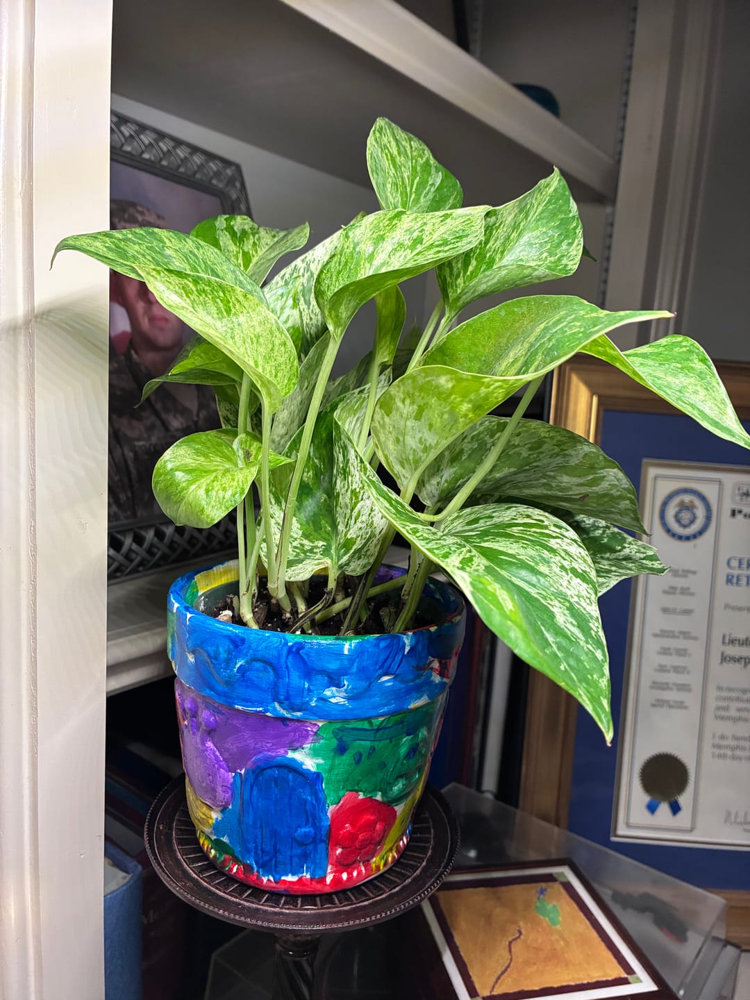 Customer photo review of RARE Marble Pothos Cuttings - Gorgeous Variegated Indoor easy care house plant, Marble Pothos, White and Green variegation propagation plant