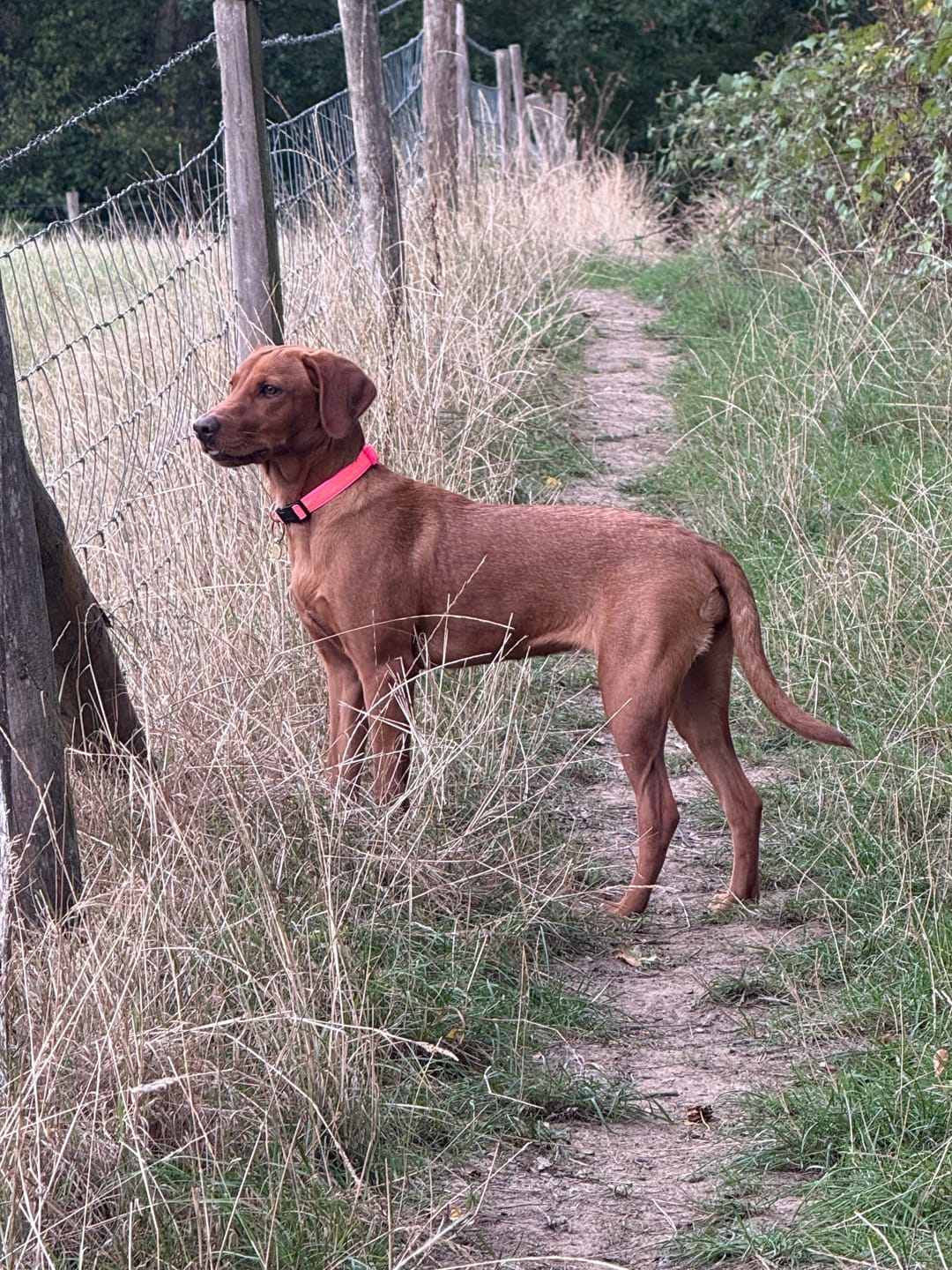 Sparkly Pink Dog Collar photo from Mrs E.