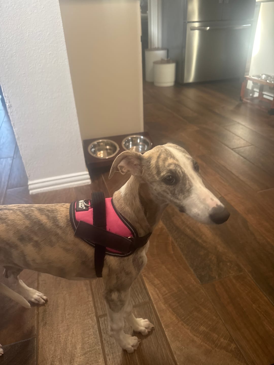 Customer photo review of Dogshood ™ Ergonomic Harness