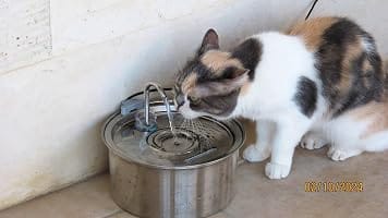 Customer photo review of PureFlow™   Pet Water Fountain