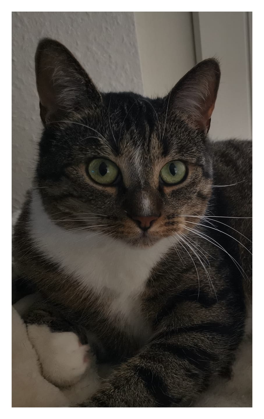 Customer photo review of Naturreines Katzenstreu