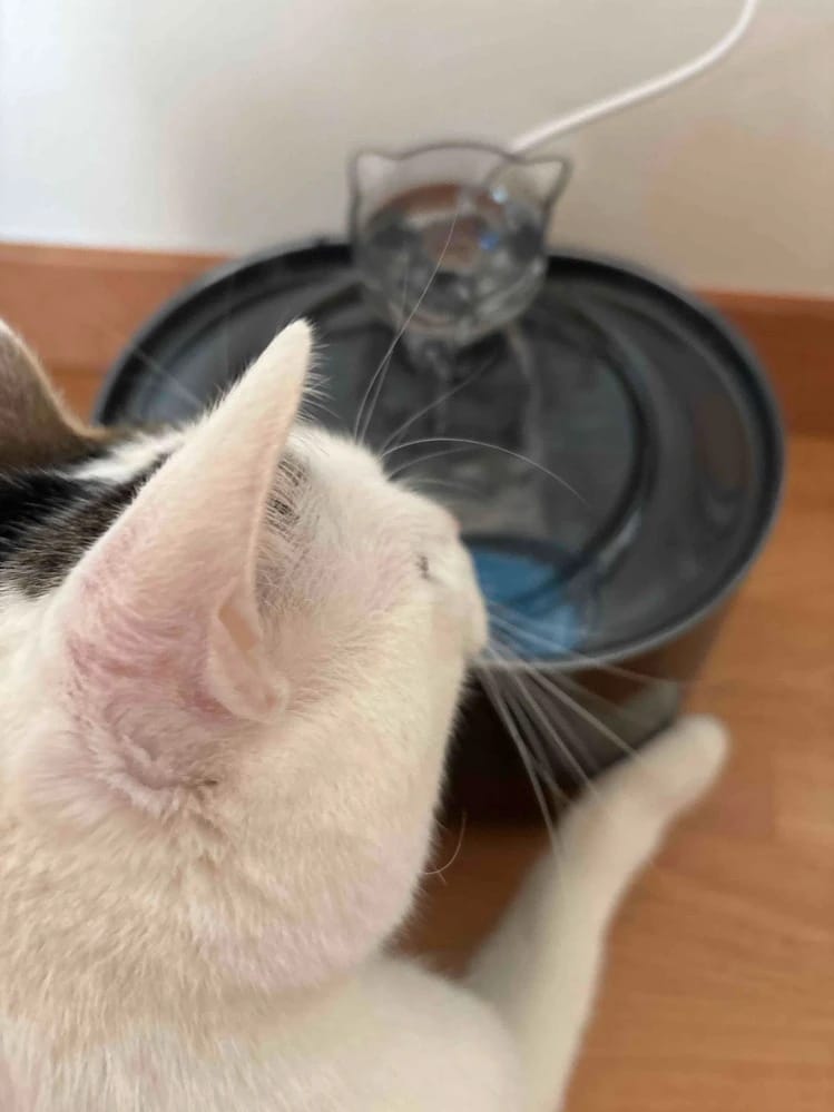 Customer photo review of Fontaine à Eau pour Chat 2,2L – Filtration Continue