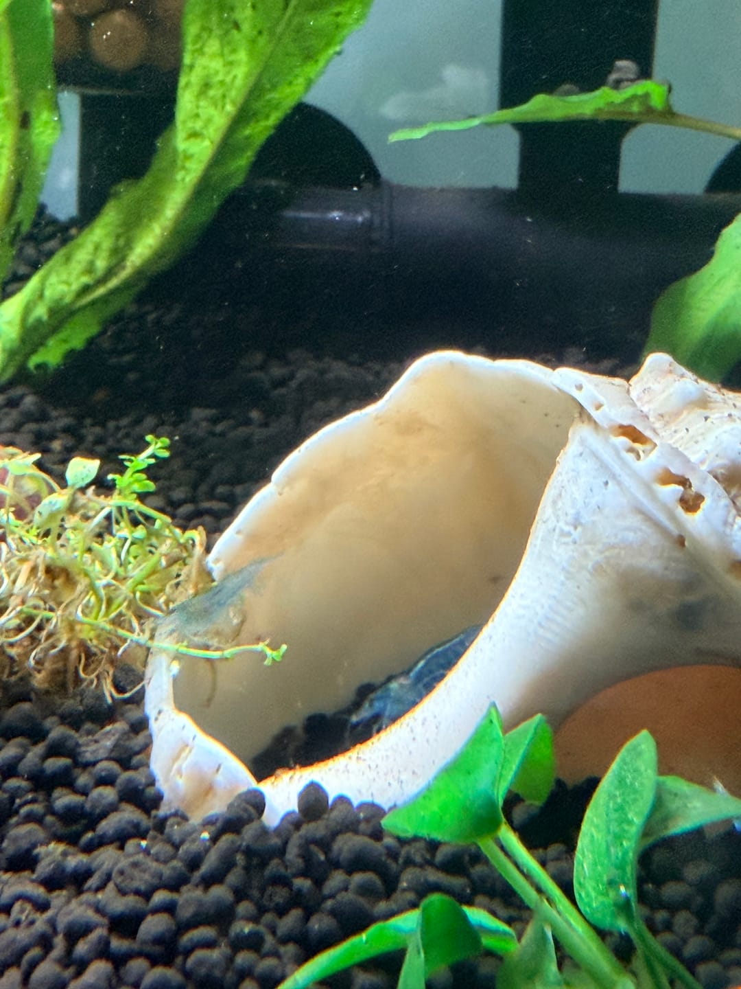 Customer photo review of Blue Velvet Shrimp