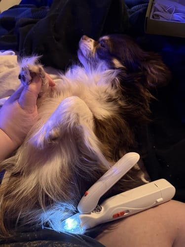 Customer photo review of Pawlytic Lab QuickScan Pro™ See The Quick. Before You Cut.