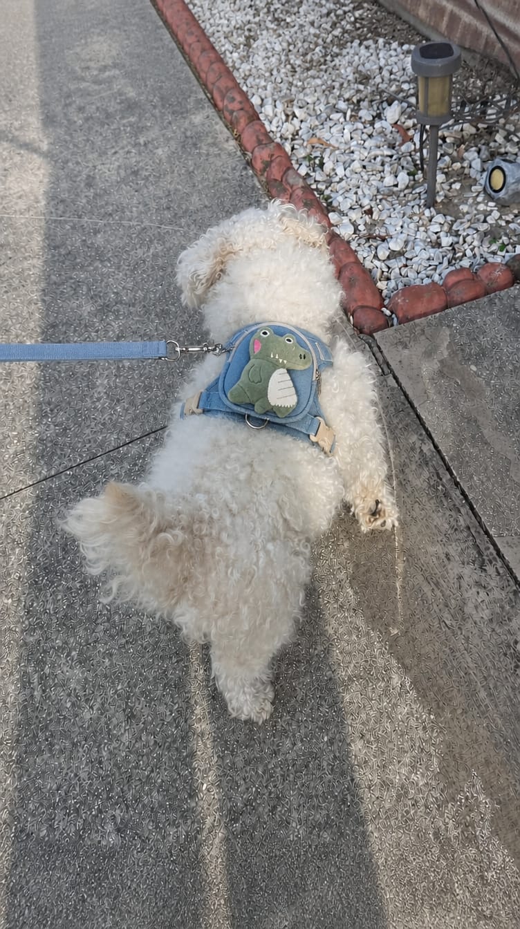 Customer photo review of WUFFLE™ Pet Backpack Harness V2