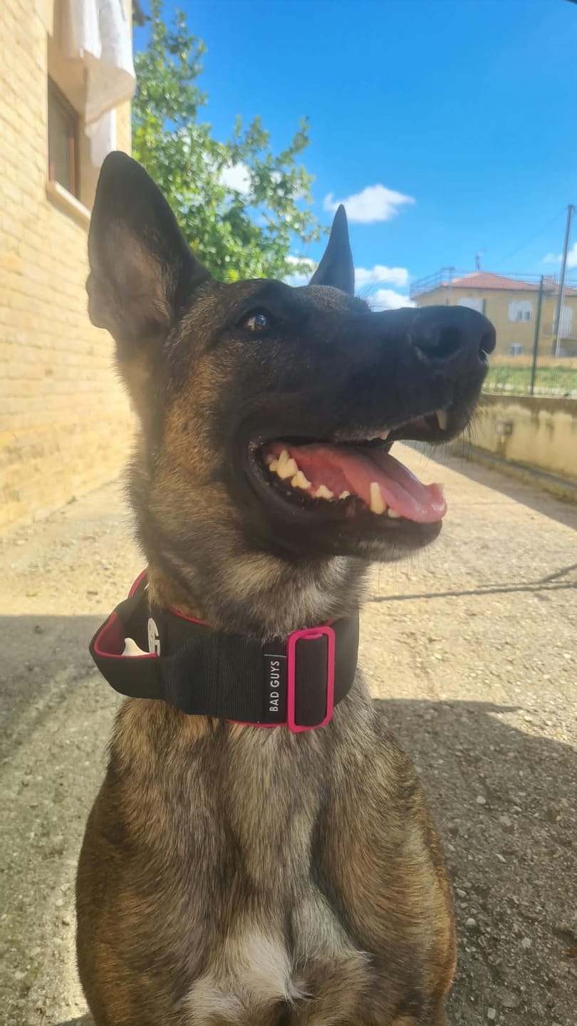 Customer photo review of Collare Crime 5cm