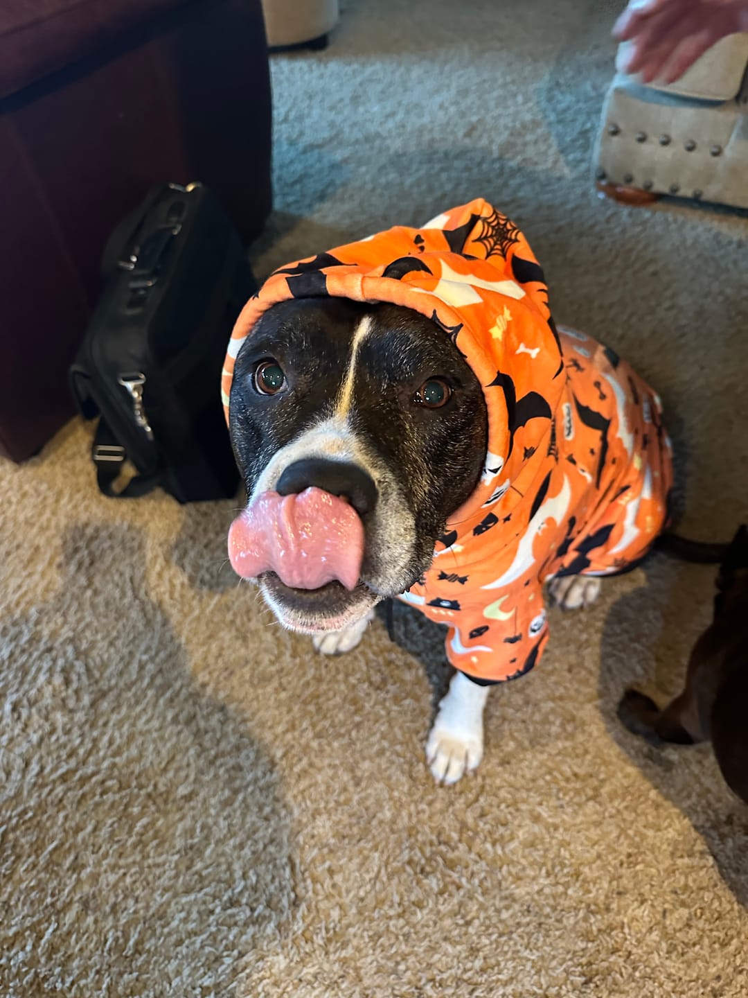 Customer photo review of Halloween Dog Hoodie - Orange