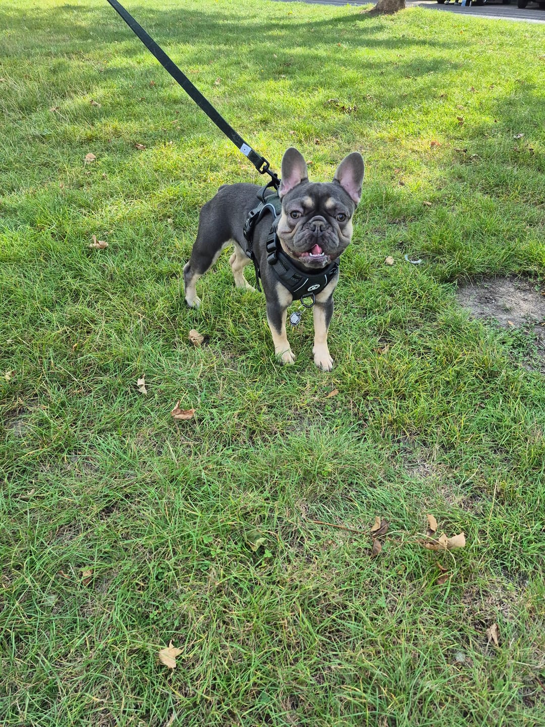 Customer photo review of Dog Lead 5ft - Forest Tweed