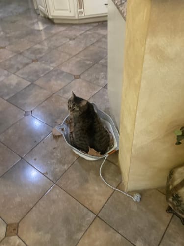 Customer's tabby cat sitting inside the Instinct Basket on a tiled floor with a toy cord string nearby.