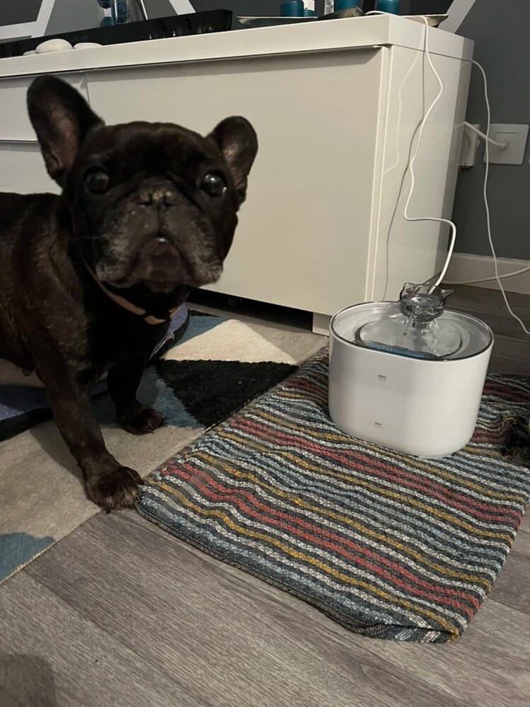 Customer photo review of Fontaine à Eau pour Chat 2,2L – Filtration Continue