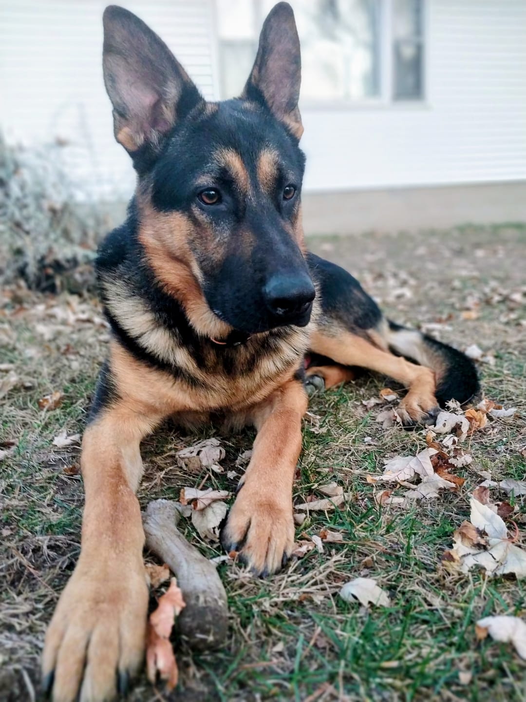 Customer photo review of K9 Belly Bliss™