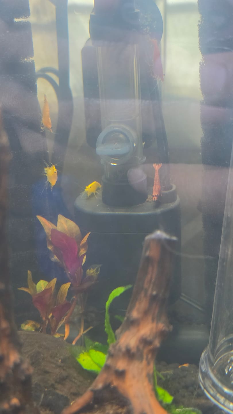 Customer photo review of Fire Red Cherry Shrimp
