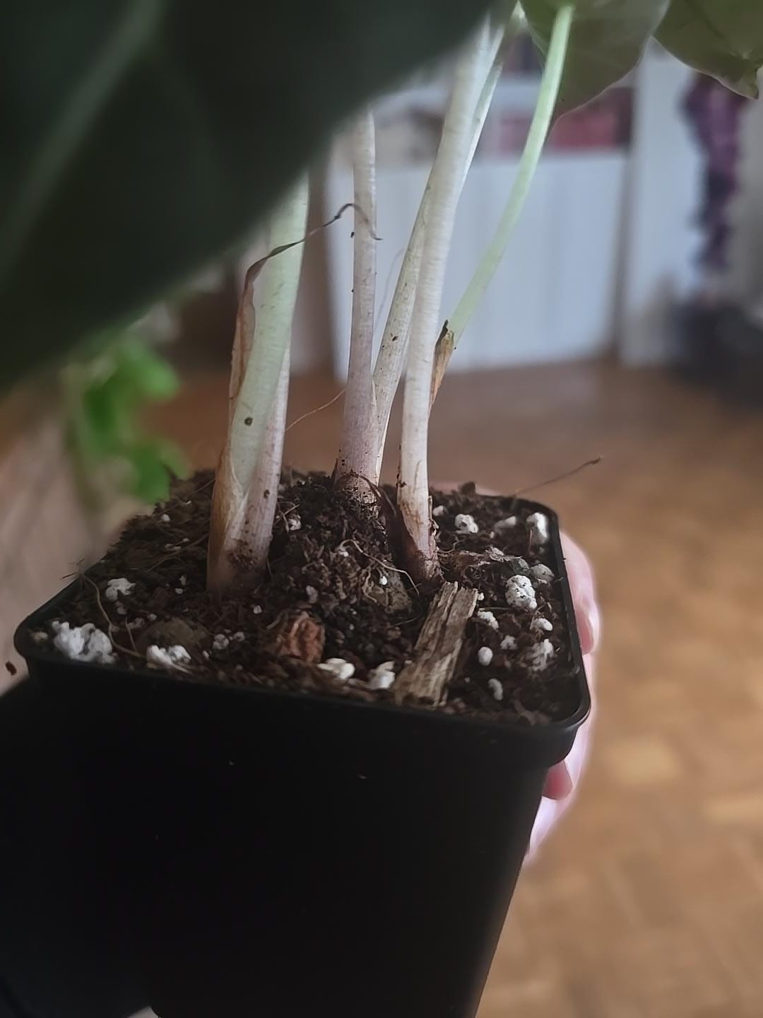 Customer photo review of SAD-PLANT-SET