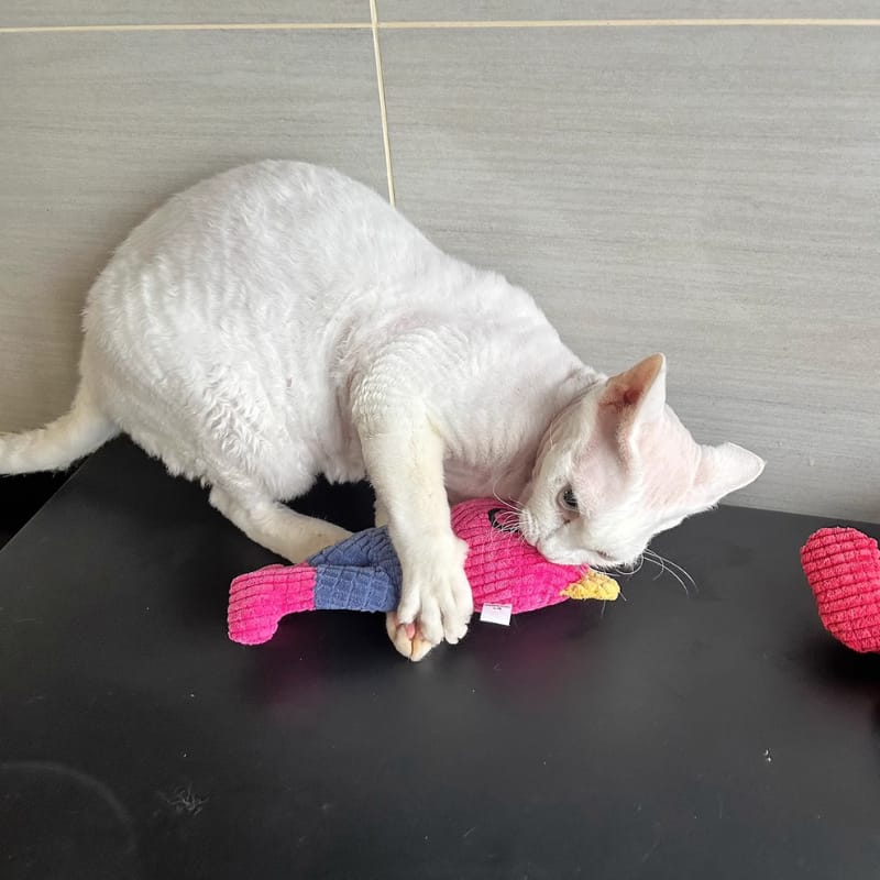 Customer photo review of PurrClean™ Peluche Dental