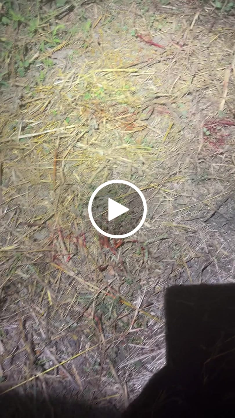Customer video review of Cut on Contact Titanium Broadheads (3 Pack)