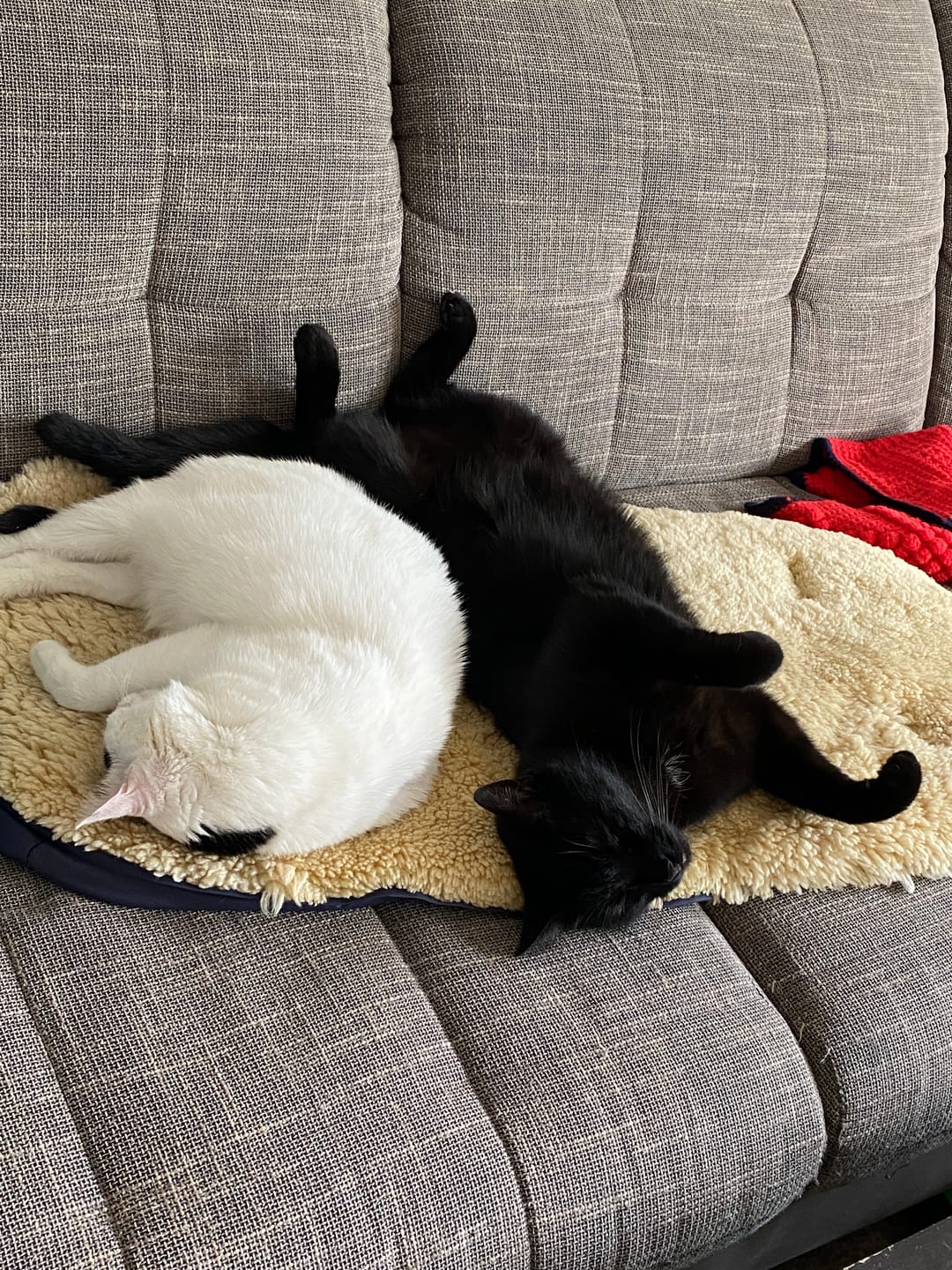 Customer photo review of Katzenstreu (Angebot)