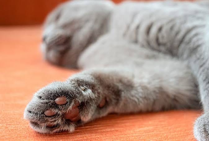 Customer photo review of Glempaws™ Stress-free, Quiet, and at Home