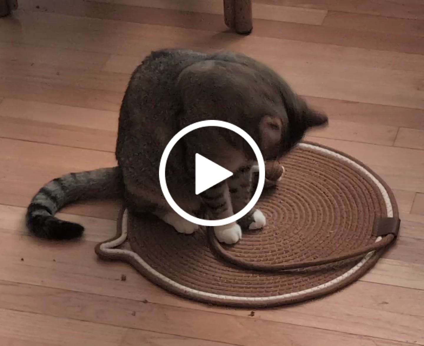 Customer video review of Instinct Mat | The Scratching Mat Her Biology Actually Recognizes (NEW)