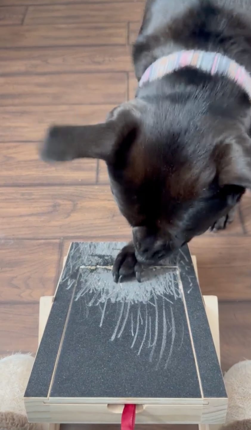 Customer photo review of Dog Nail Scratch