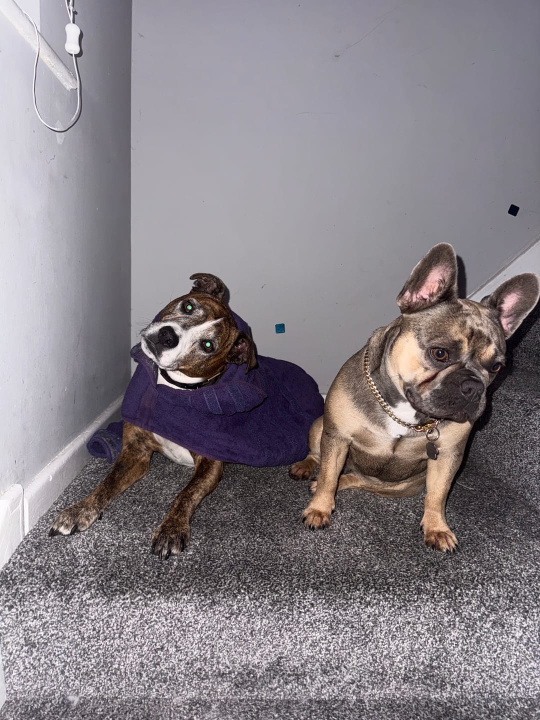 Customer photo review of Collagen Powder For Dogs