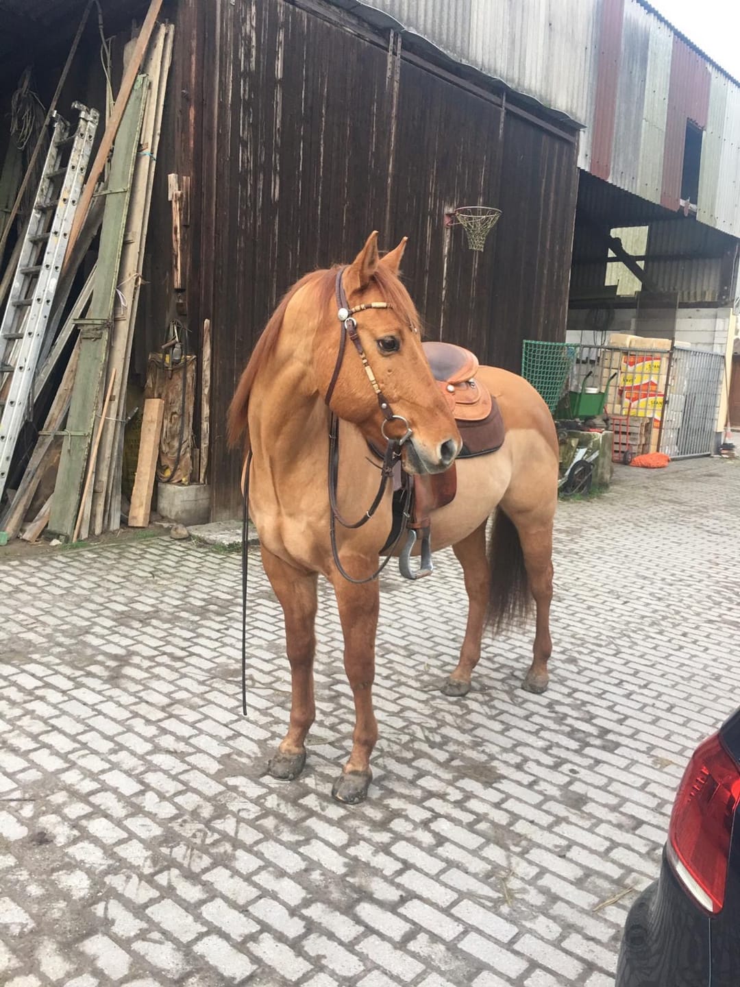 Customer photo review of Gelenk Kräuter für Pferde - Laufspaß