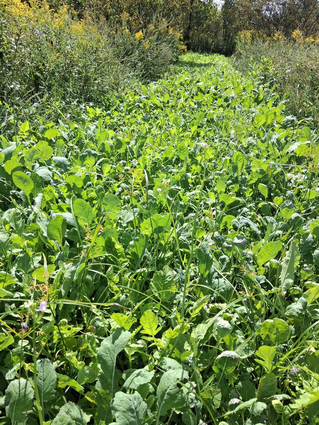 Customer photo review of Late Season Brassicas