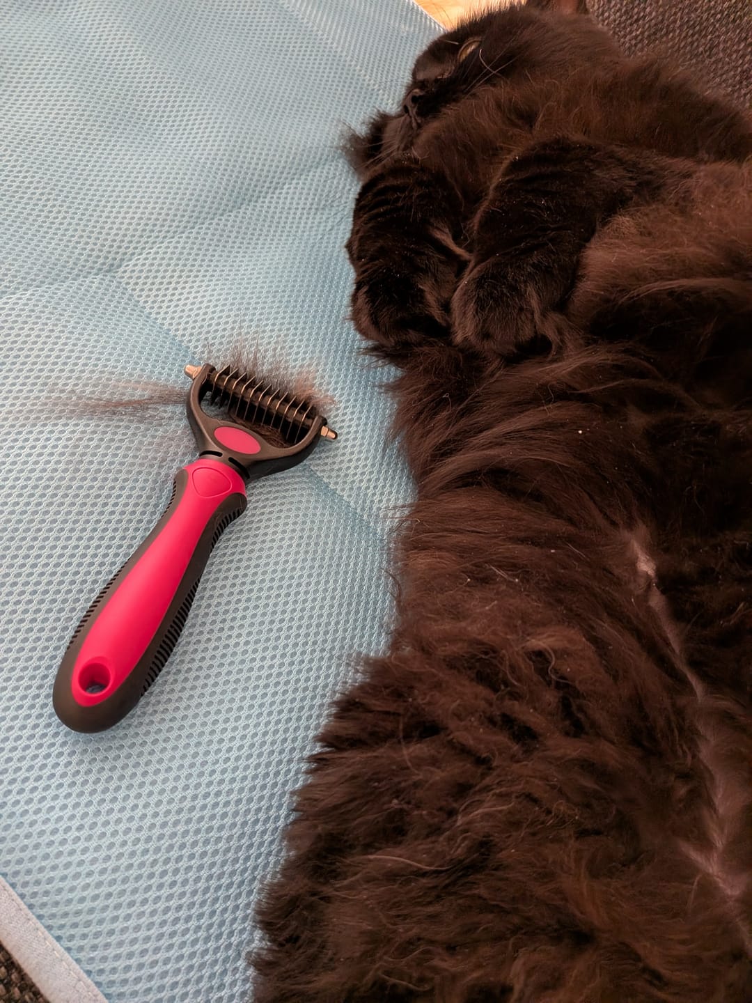 Customer photo review of Brosse anti-nœuds MaxPet™ – Un toilettage facile et sans tracas