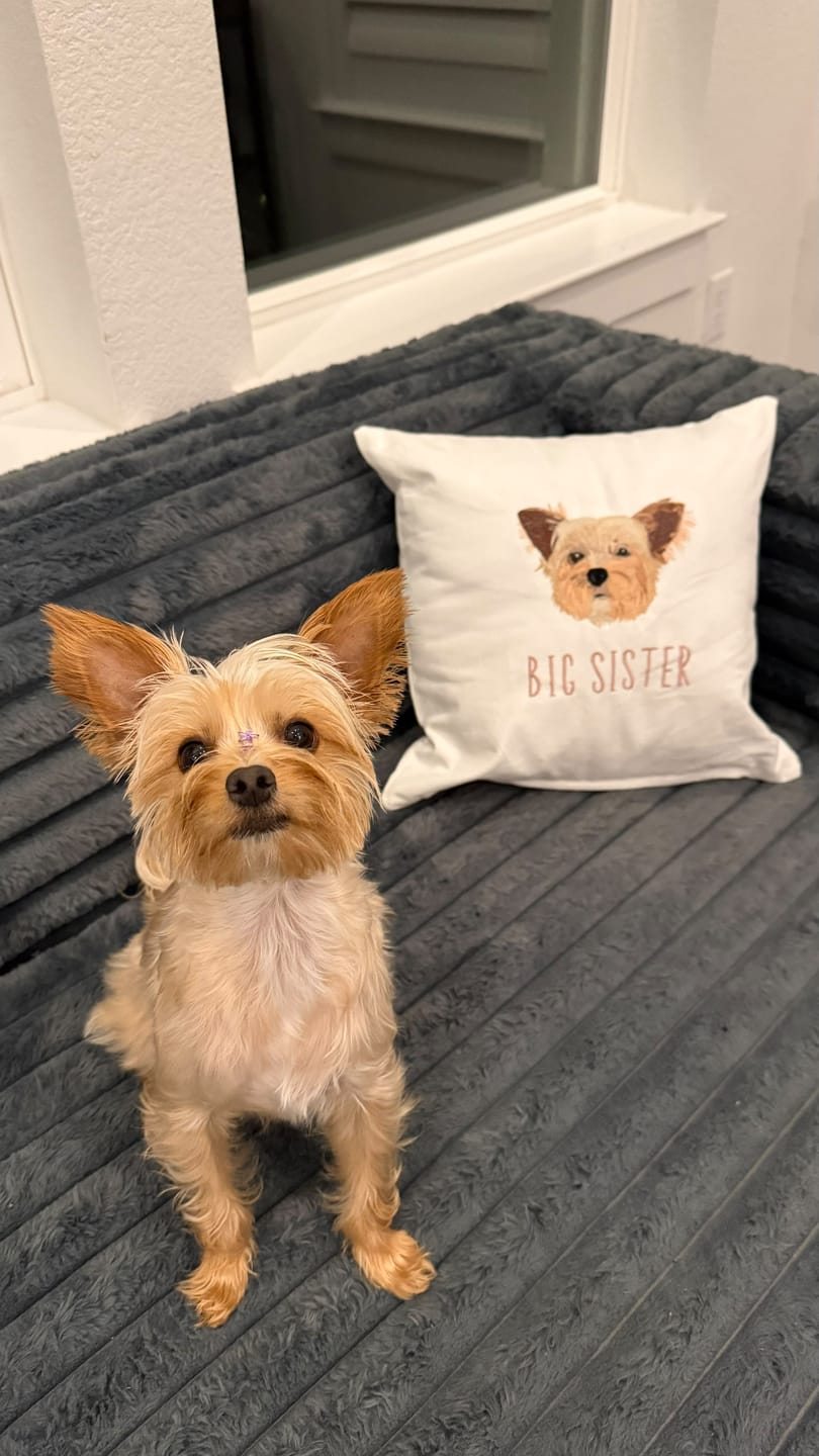 Customer photo review of Big Brother Custom Pet Portrait Embroidered Pillow Cover 16"x16"