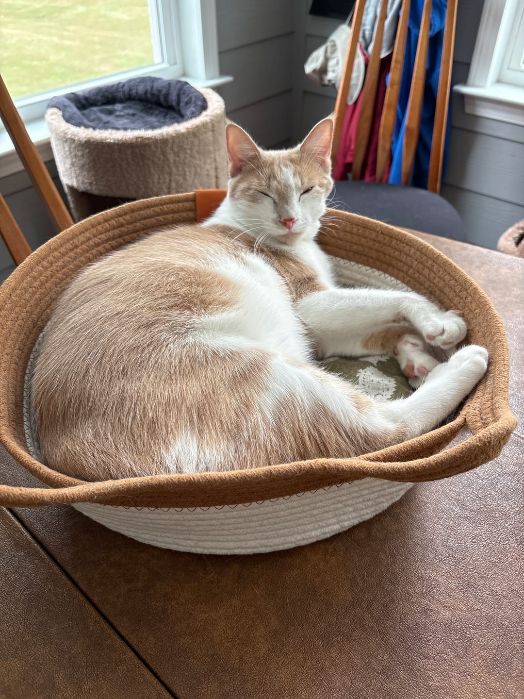 Customer photo review of Instinct Basket | Meet the first research-backed natural territory for indoor cats