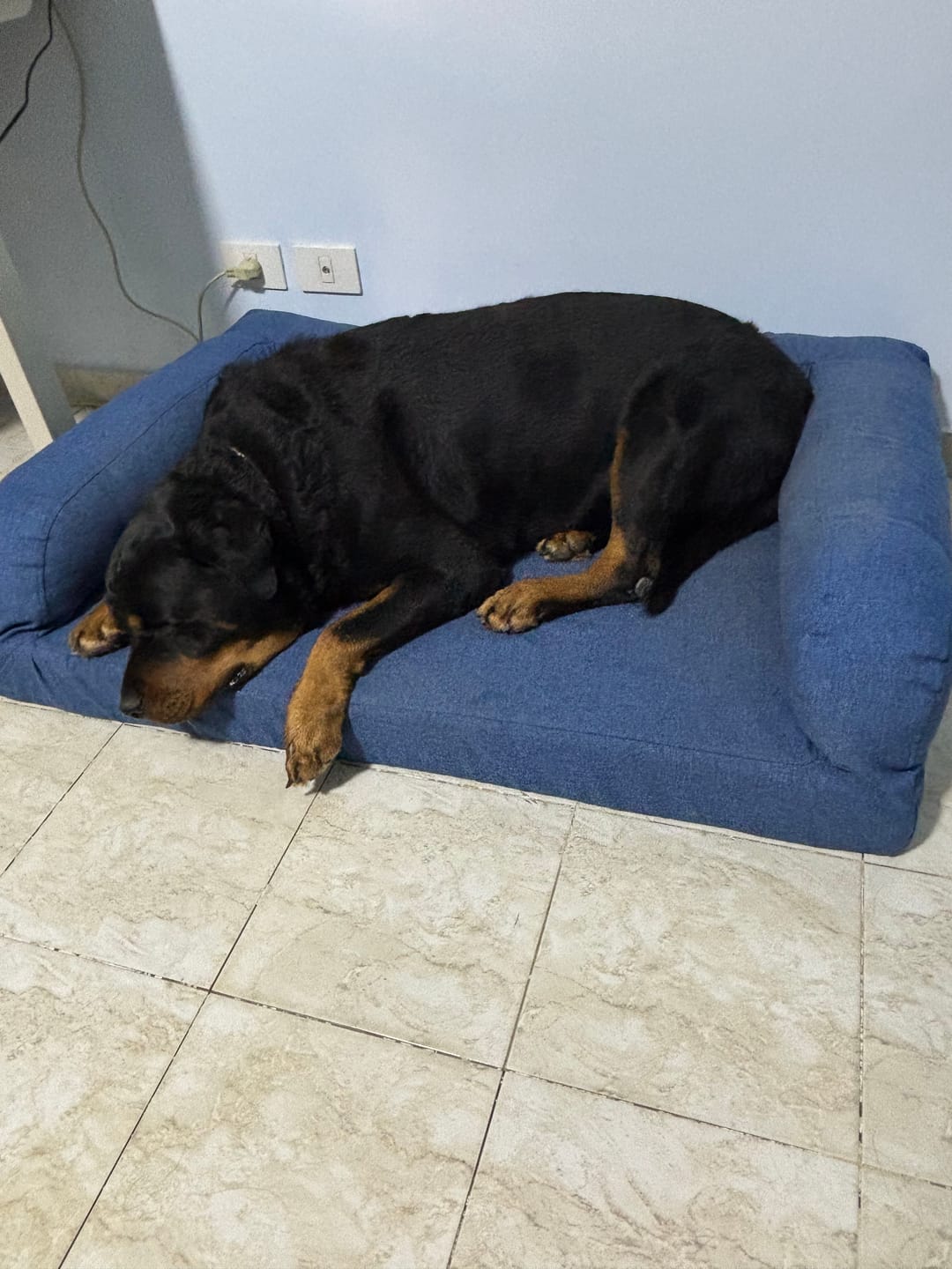 Customer photo review of Biggie Pet Bed