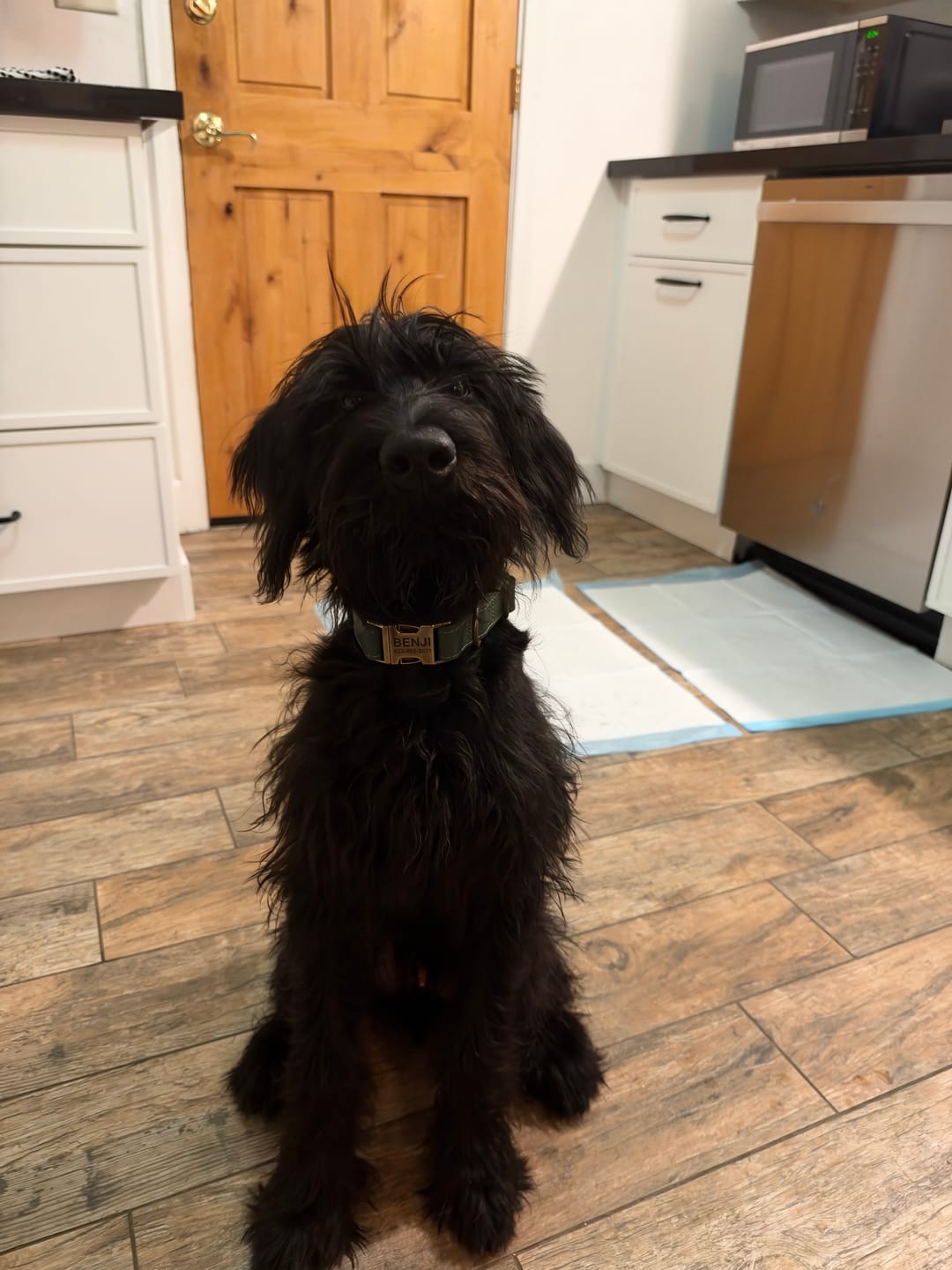 Customer photo review of Personalized Dog Collar with Rustic Buckle | Capri Leather