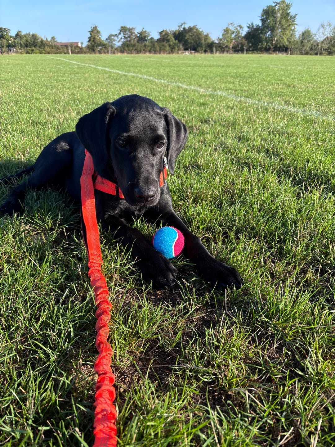 Customer photo review of HARNAIS ANTI-TRACTION POUR CHIEN