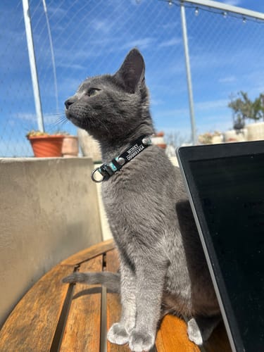 Customer photo review of Collar Fresas Gato