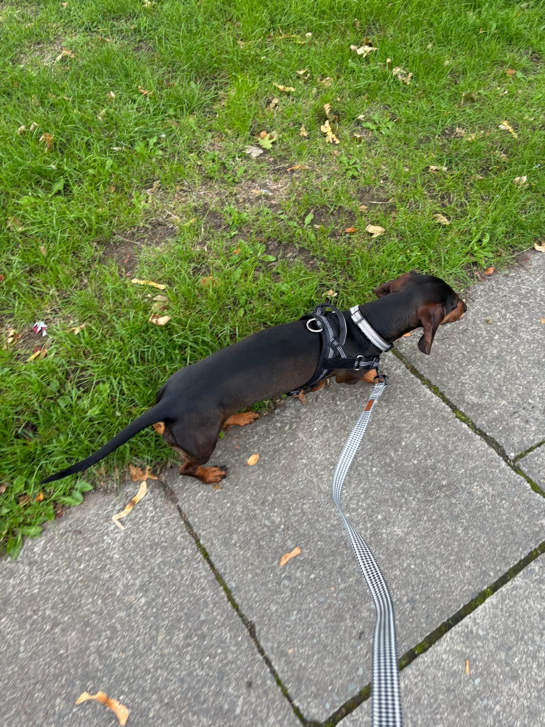 Customer photo review of HARNAIS ANTI-TRACTION POUR CHIEN