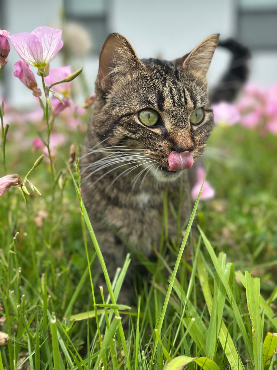 Customer photo review of FeLife® Immunity Support - Reduces FeLV Virus in Cats