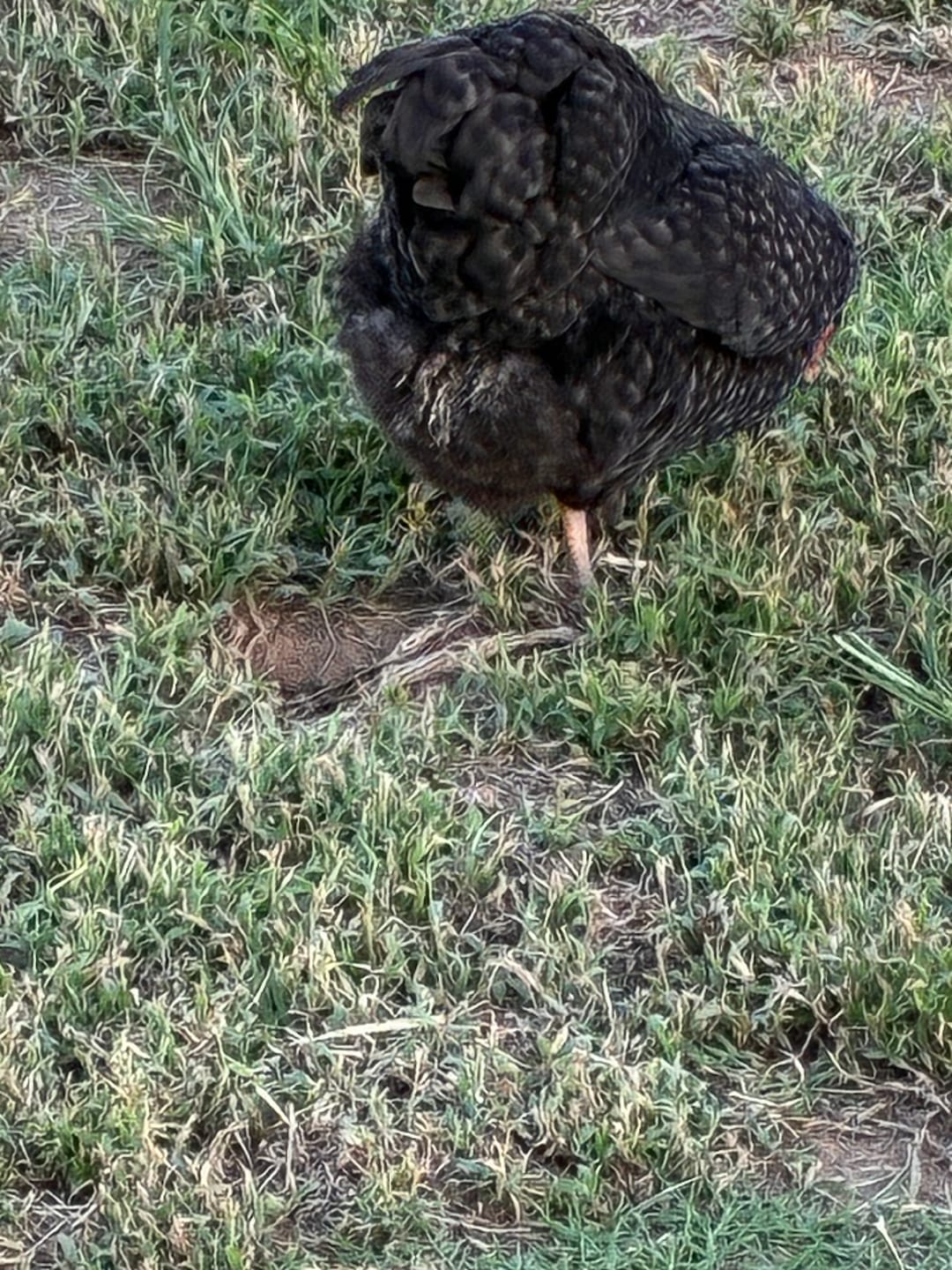 Customer photo review of Complete Guide to Healthy Chickens and Better Eggs (Digital Guide)
