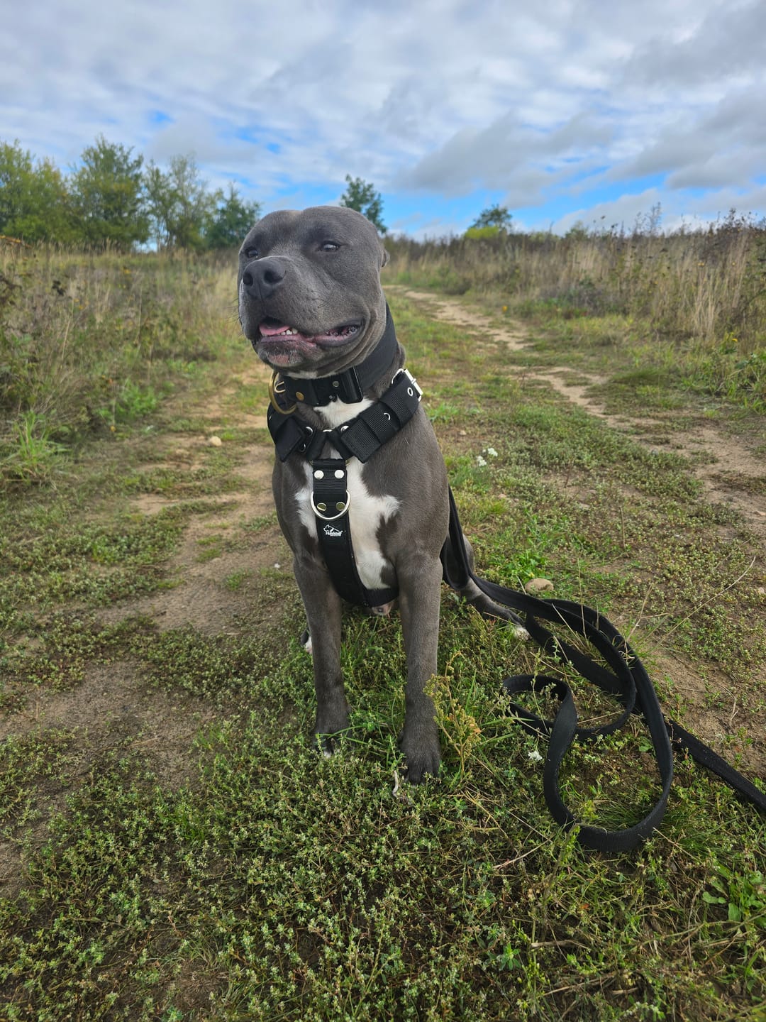 Customer photo review of Szelki z raczką typu guard - Easy Walk Czarne